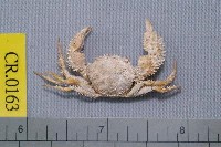 藏品(多刺毛刺蟹)的圖片